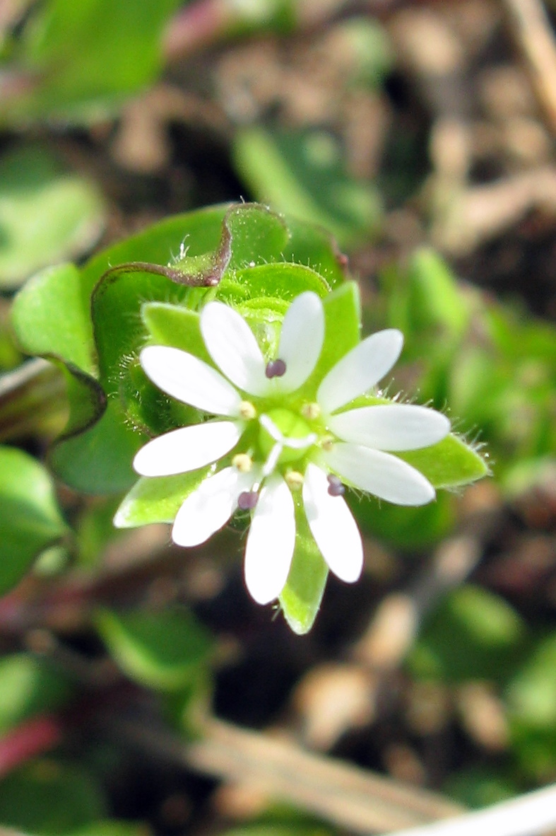 Common chickweed flower AgFarm April 2010